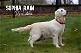 The Ultimate Guide to Sophia Rain: a Comprehensive Review